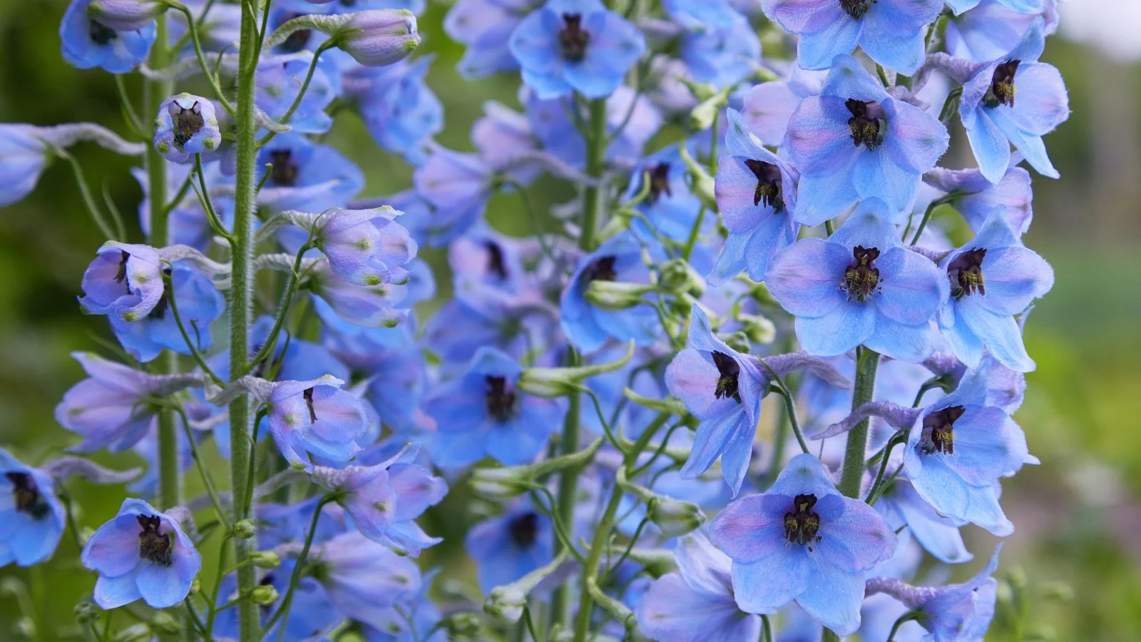 a close-up shot of a composition of blue-purple colored flowers of the 'shades of blue' larkspur, with the flowers growing along tall stems