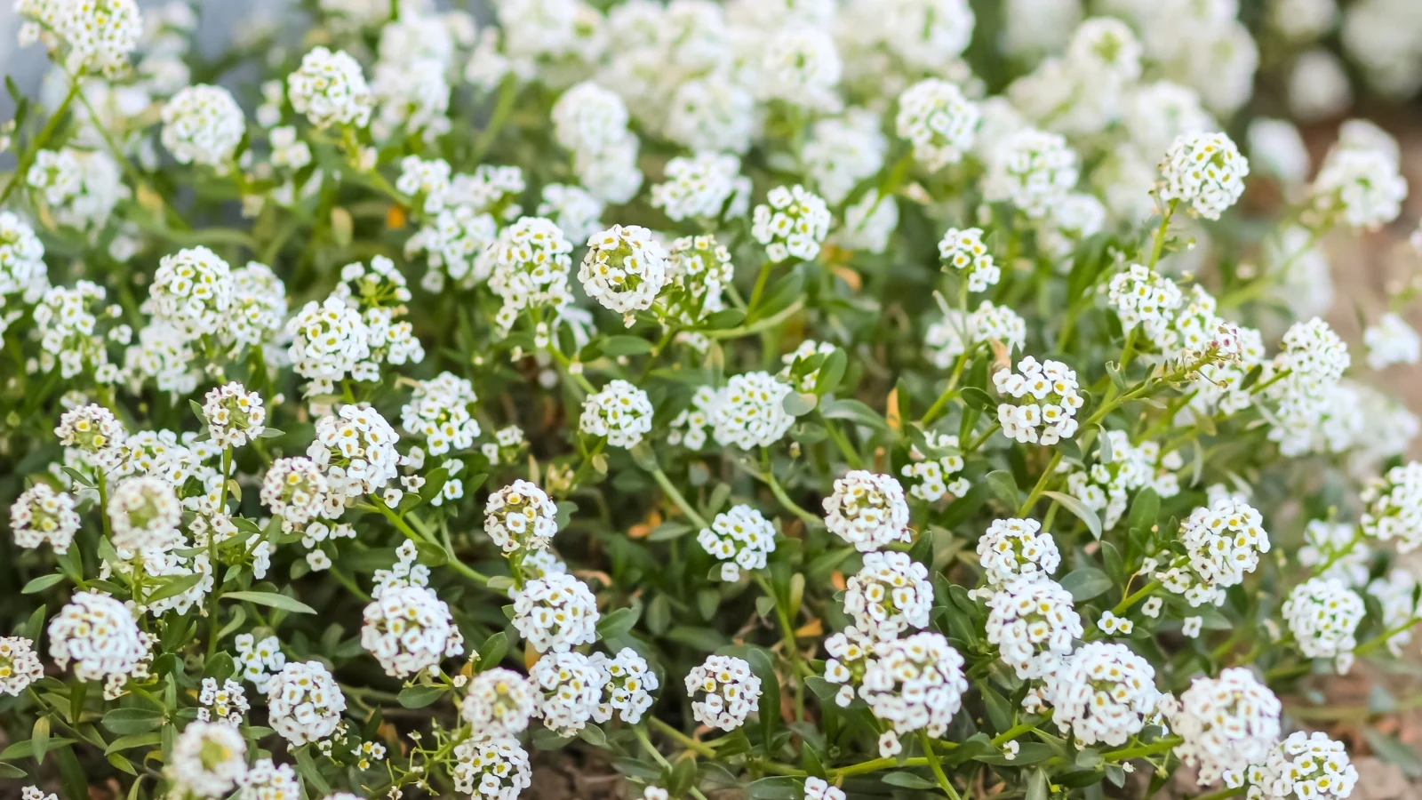 small white flowers cluster tightly on low, spreading stems with tiny, lance-shaped leaves.
