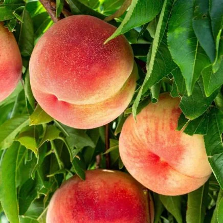 4-in-1 peach tree