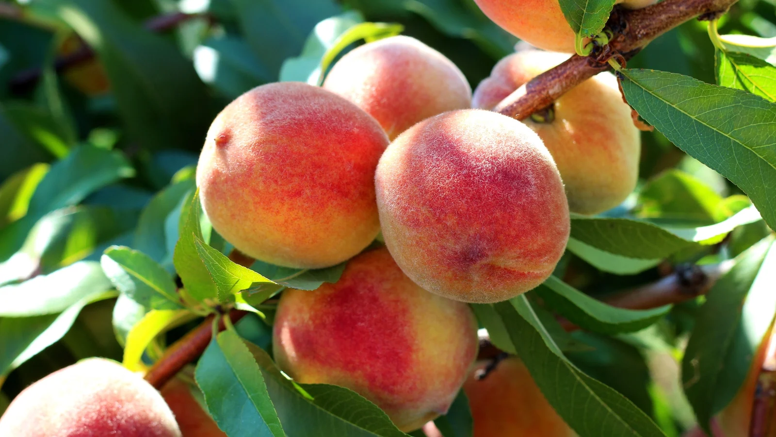 a close-up of ripe 'contender' peaches, their red hue popping against verdant leaves. the branches cradle the fruit, promising sweetness with each juicy bite, epitomizing the essence of summer's bounty.