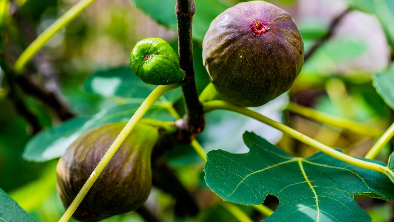 a close-up showcases ripe 'brown turkey' figs alongside a single green fig, contrasting in color, all situated in a well lit area outdoors
