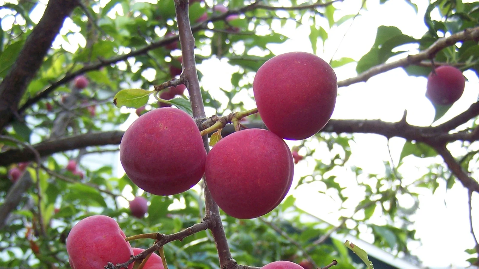 pink 'bubblegum' plums hanging delicately from branches, ready for harvest. all situated in a well lit yard area outdoors