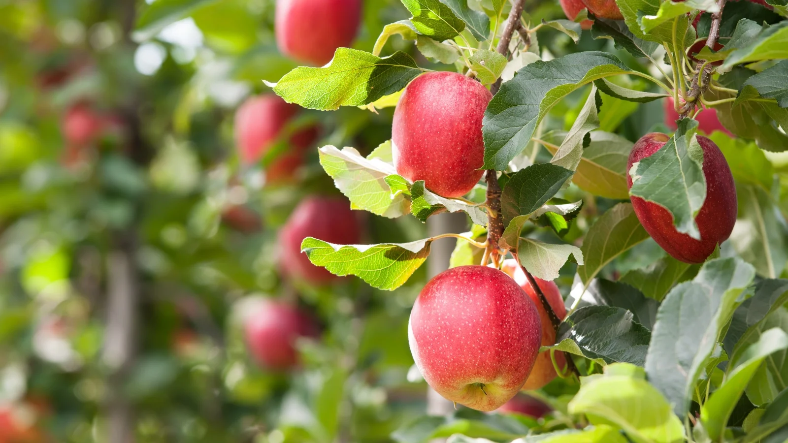 clusters of shiny red gala apples with a hint of yellow blush hanging among glossy green leaves on sturdy branches.