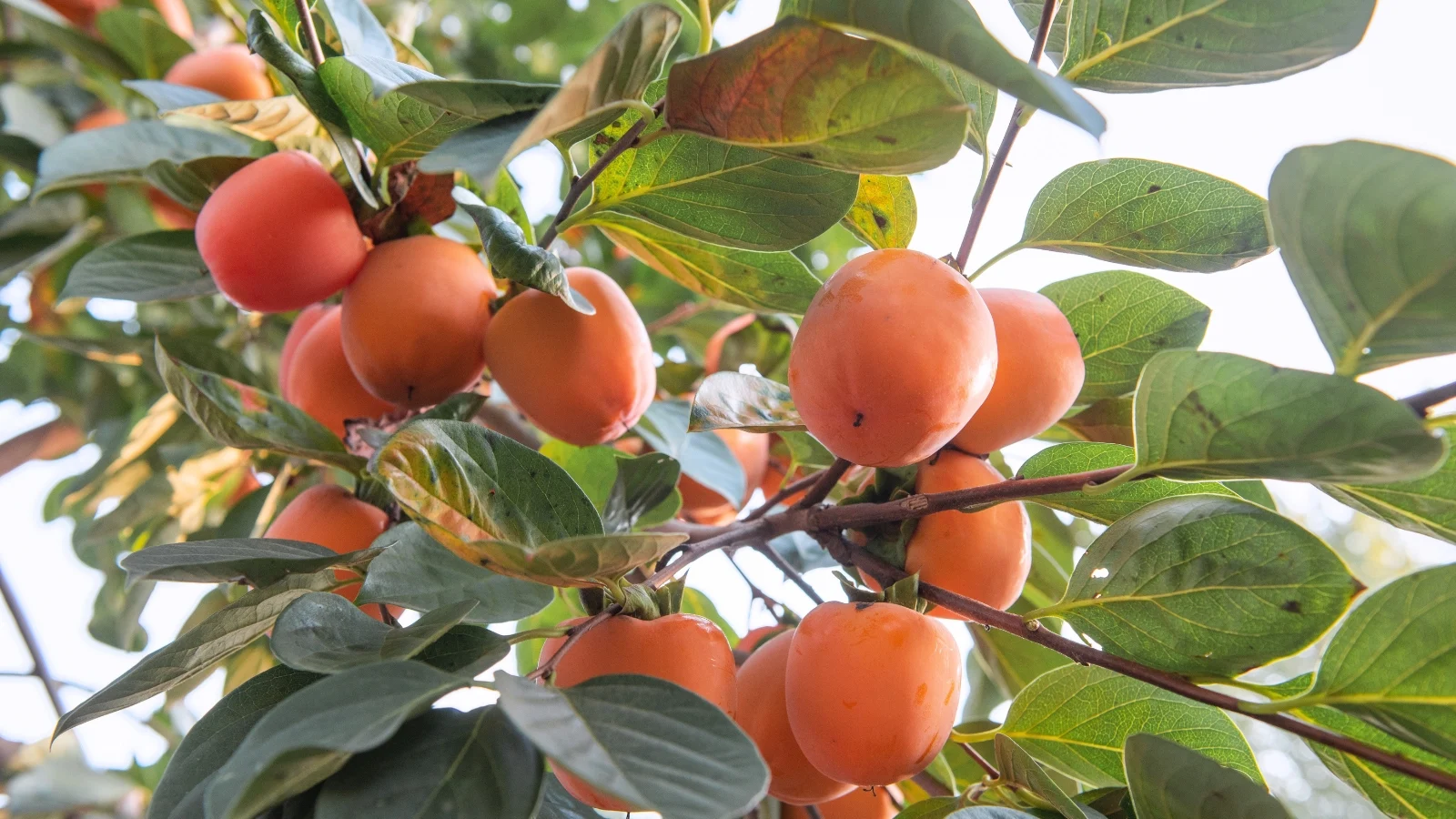 bright orange fruits dangle from sturdy branches, surrounded by lush green leaves that shimmer in the sunlight.