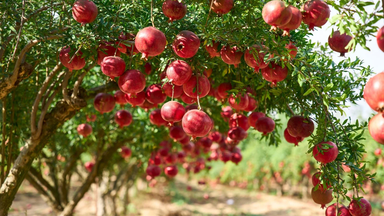 a shot of a large plant with several red and ripe pomegranates, all situated in a bright, sunny area outdoors
