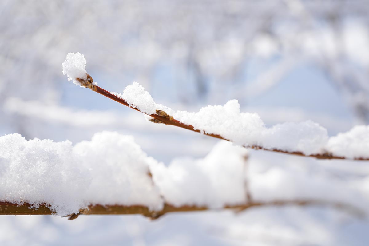 A close up horizontal image of the branches of a woody shrub covered in a layer of snow pictured on a soft focus background.