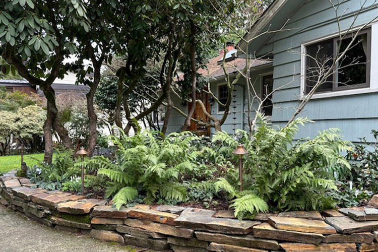 large fern in raised bed