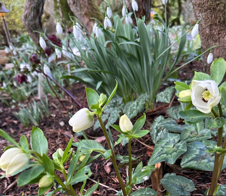 Hellebores and cyclamen