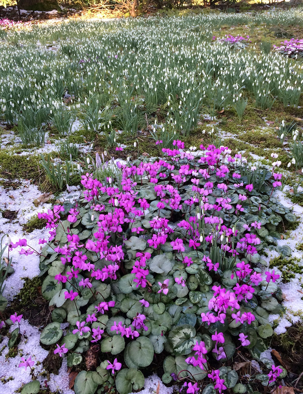 Dunn Gardens winter snowdrops display