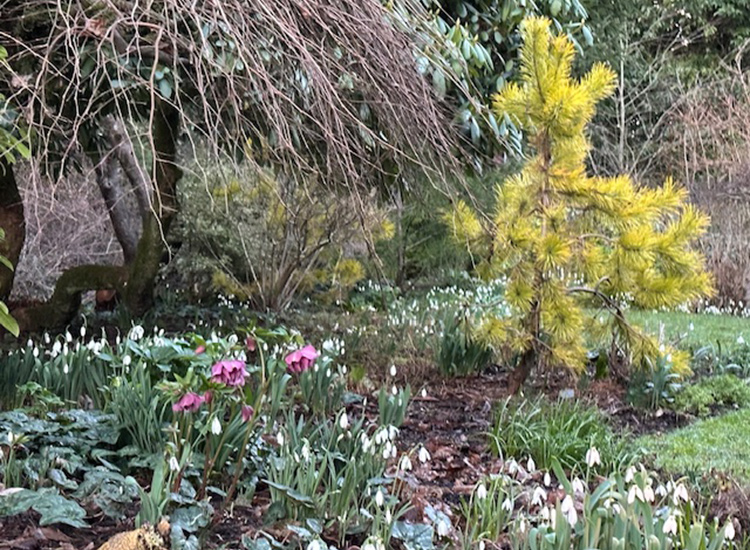 winter garden with color and flowers