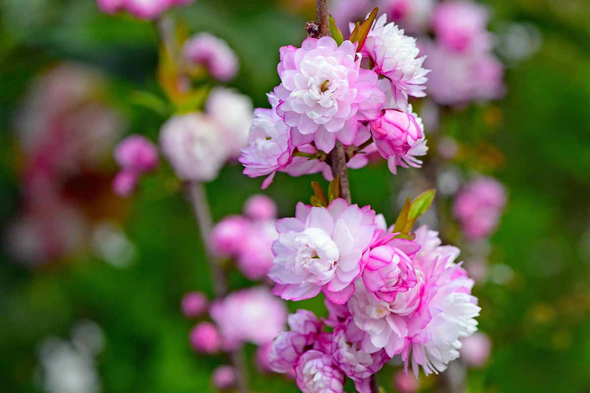A close up horizontal picture of the pink and white flowers of Prunus glandulosa, on a soft focus background.