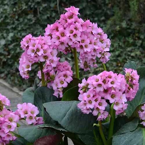 A close up square image of the pink flowers of pigsqueak growing in the garden.