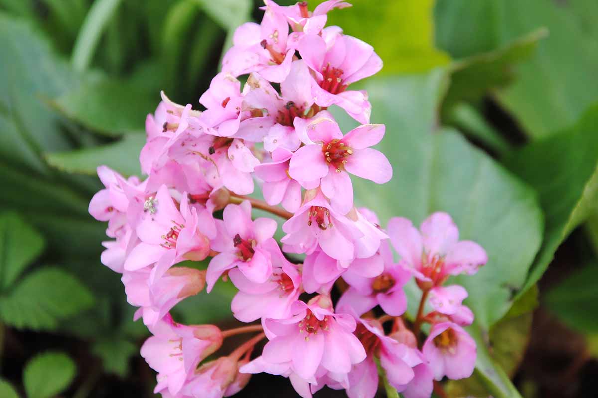 A close up of pink pigsqueak flowers with foliage in soft focus in the background.