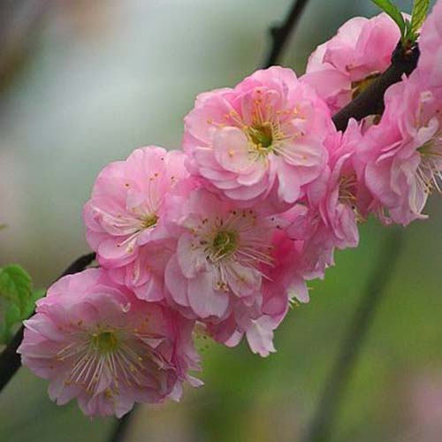 A close up of the pink flowers of the dwarf flowering almond shrub, on a soft focus background.