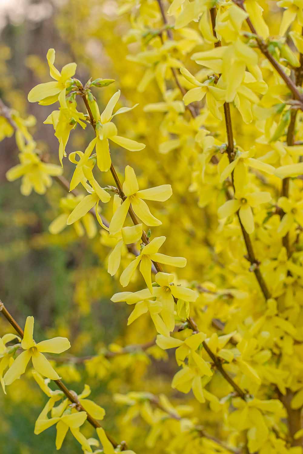 A close up vertical picture of the yellow flowers of forsythia on a soft focus background.