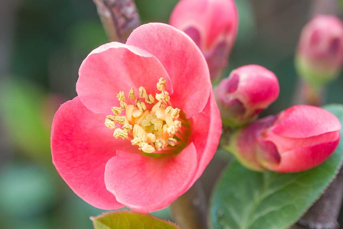 A close up of a red flowering quince bloom on a soft focus background.