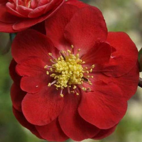 A close up of a bright red flower with a yellow center of the flowering quince plant, on a soft focus background.