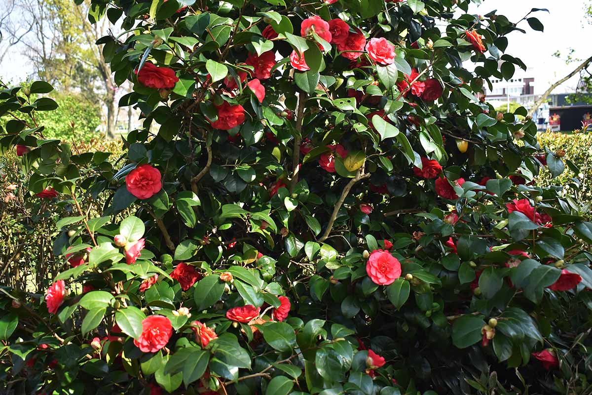A garden scene with a large camellia bush with bright red flowers pictured in bright sunshine.