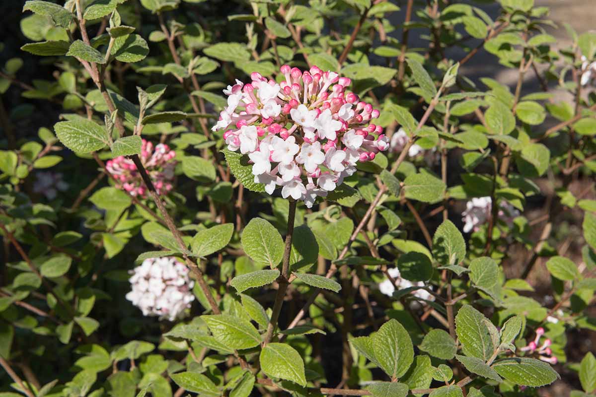 A close up of the delicate pink and white flowers of viburnum, surrounded by foliage, pictured in bright sunshine.