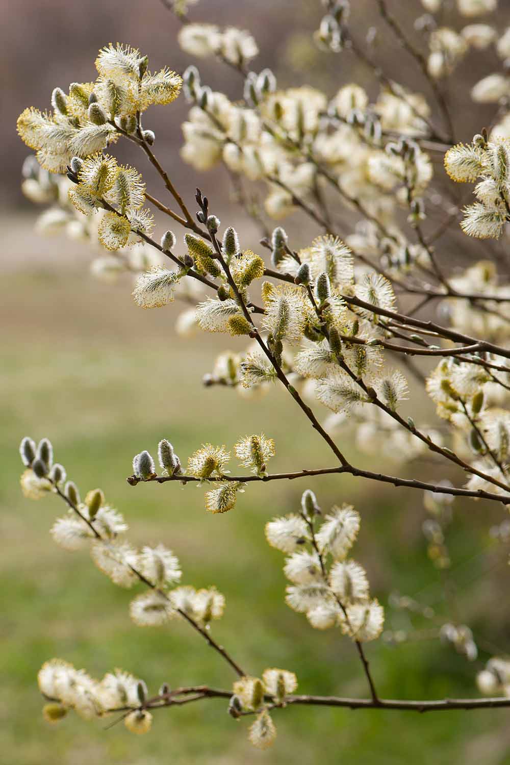 A vertical close up picture of the wispy white flowers of the pussy willow, on a soft focus green background.