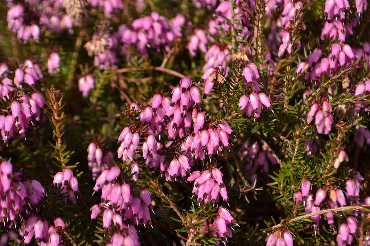 A close up of the pink flowers of spring heather growing in the garden, pictured in bright sunshine.