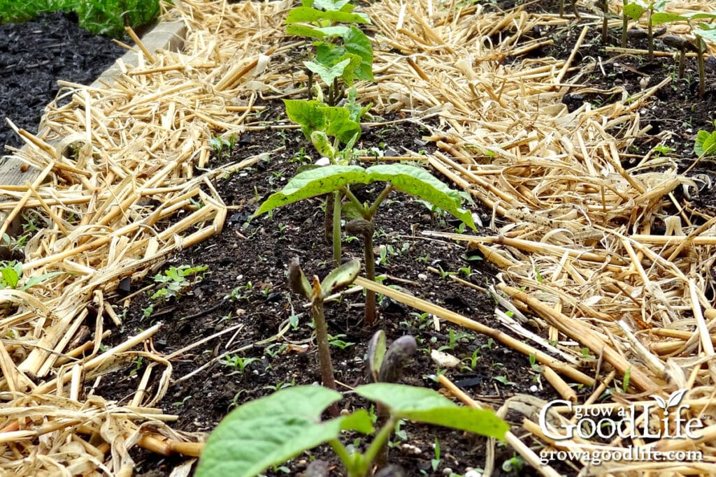 Bush bean seedlings emerging in a neat row in the garden soil.