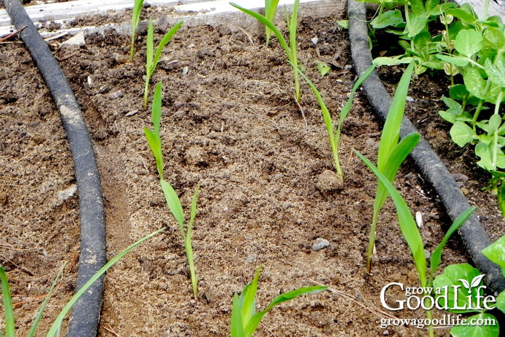 Young corn seedlings growing in a garden bed with evenly spaced rows.