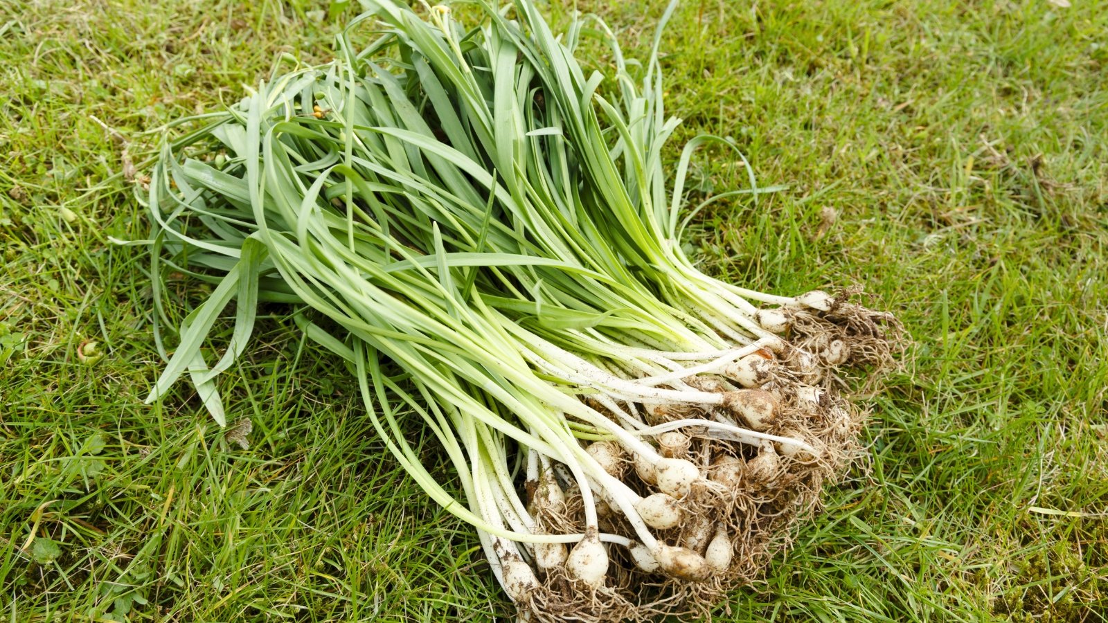 Close-up of a clump of flowering bulbs, rounded in white, with vertical strap-like leaves growing from them, on green grass outdoors.