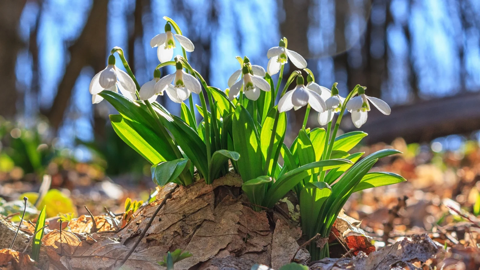 Small, bell-shaped white flowers emerge on thin, upright green stems with grass-like leaves, forming a gentle, early spring display with mulched dry foliage soil.