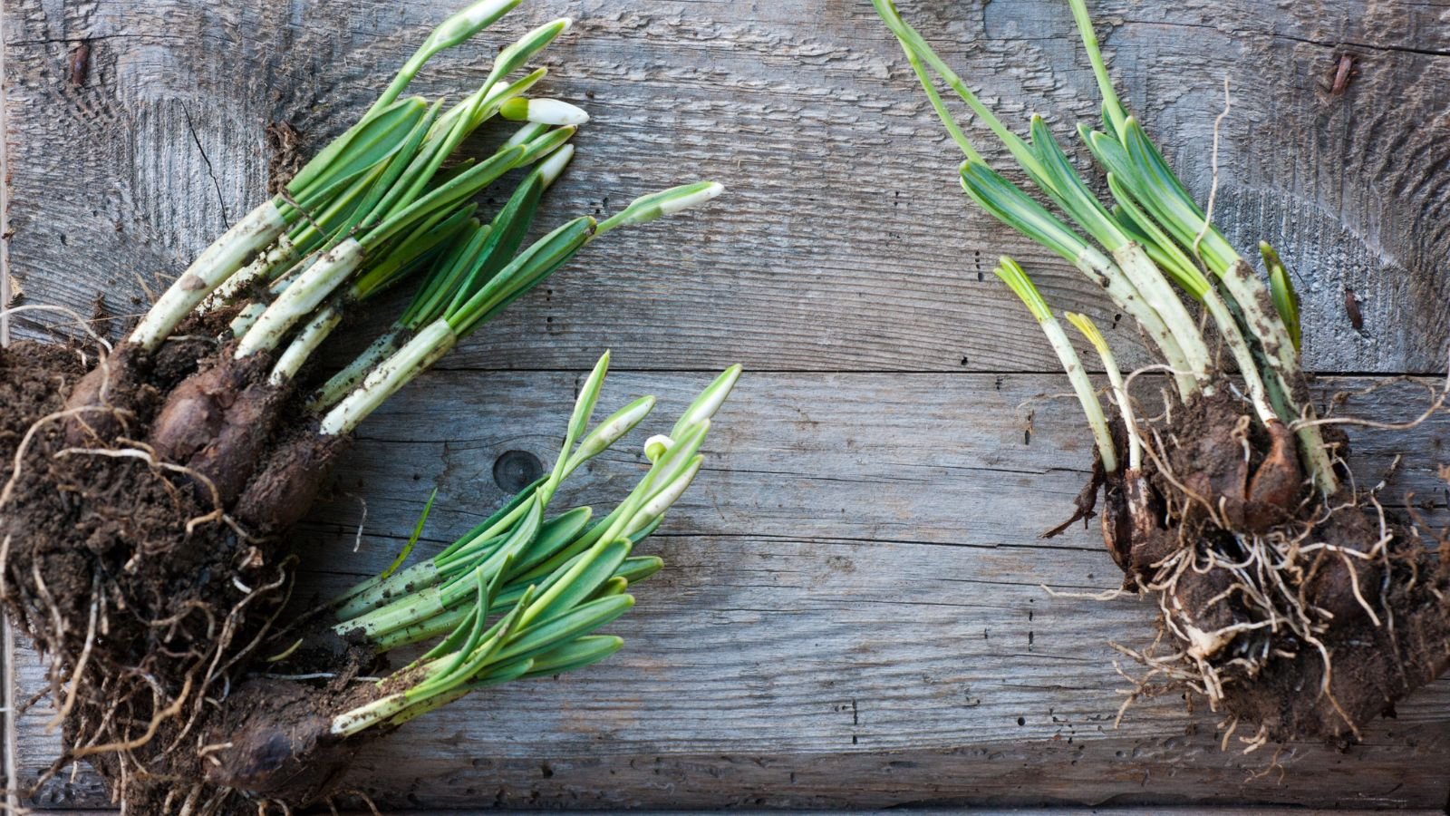 An overhead and close-up shot of a several separate groups of flowering bulbs, all still covered in soil and placed on top of a wooden surface