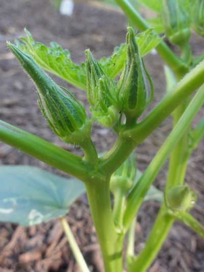 19 best plants to grow in april - vegetales & herbs 13 plants grow april