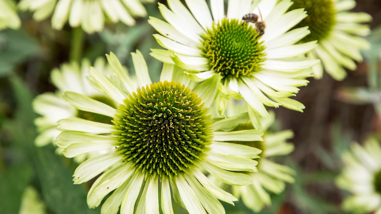 Pale green petals forming a cone-shaped center on tall stems with slender, toothed leaves.