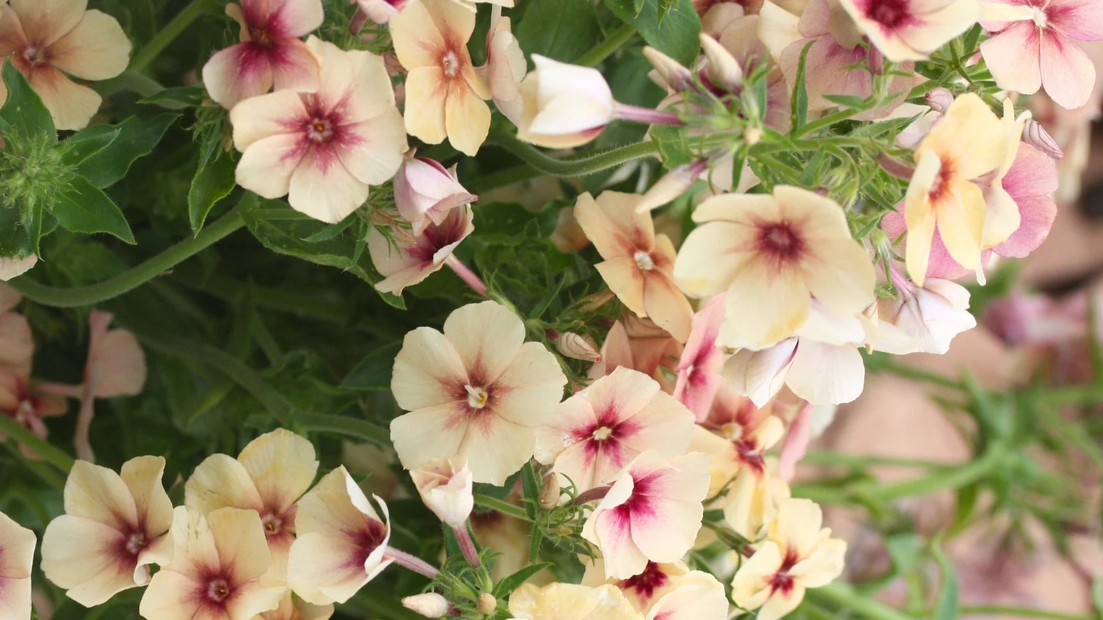 Clusters of soft pink and cream flowers with rounded petals and subtle dark centers bloom above slender stems with bushy green leaves.