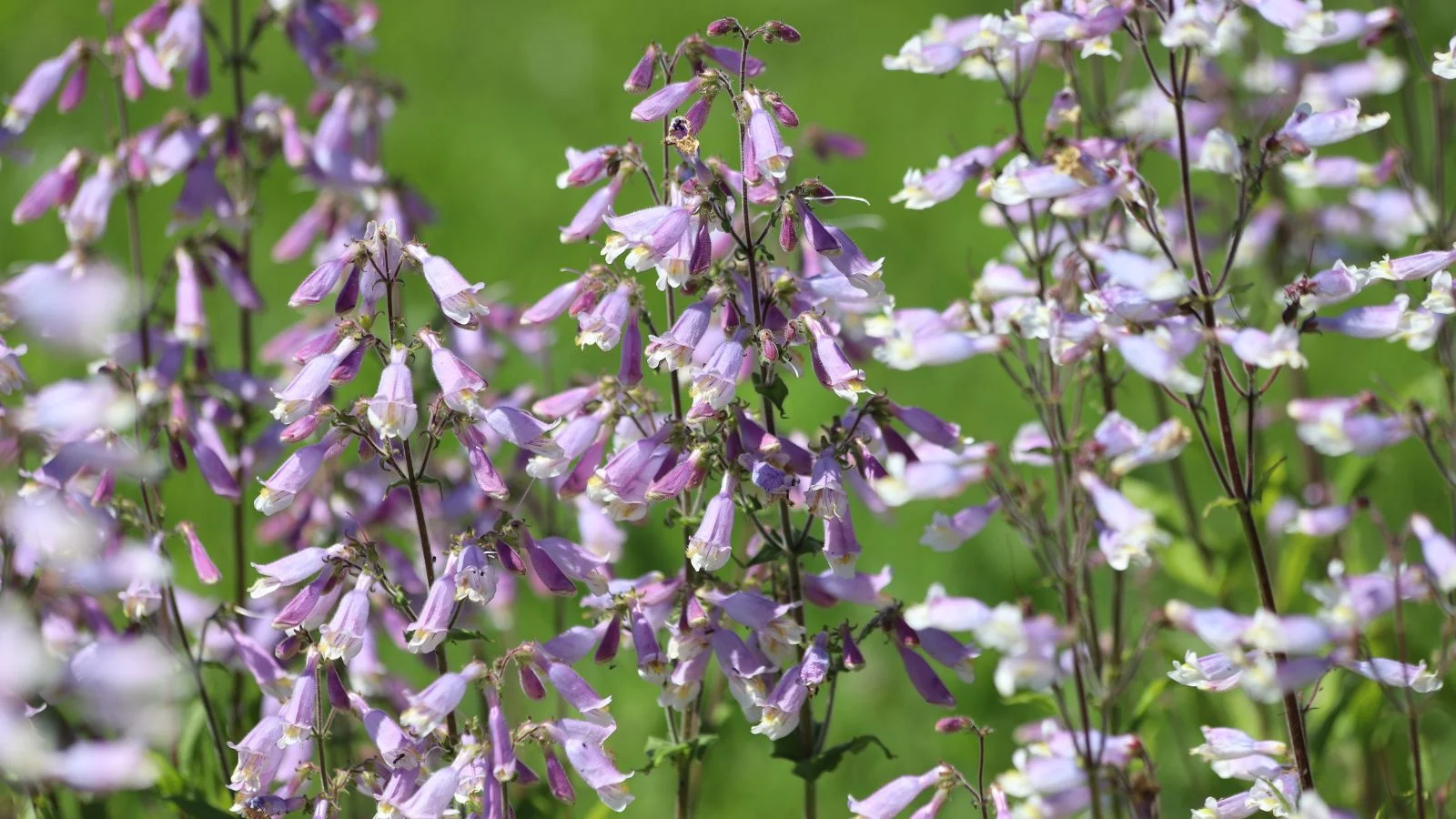 An area covered in lovely Dazzler Blend Penstemon blooms appearing to grow sturdy stems with countless blooms with greens in the background