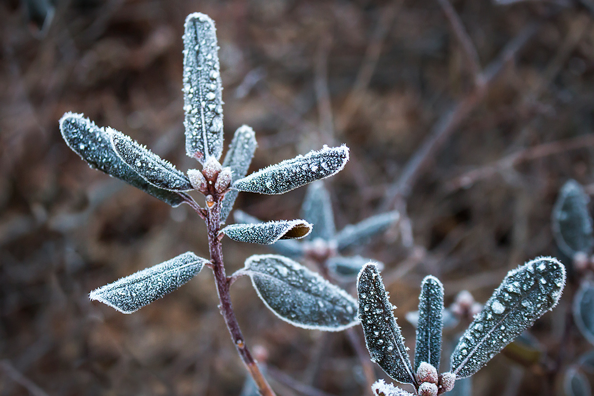 frost on rhododendron