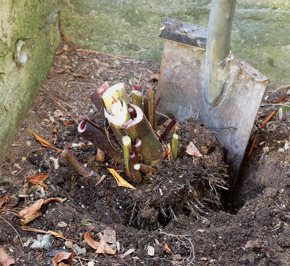 digging up elephants ears for overwintering