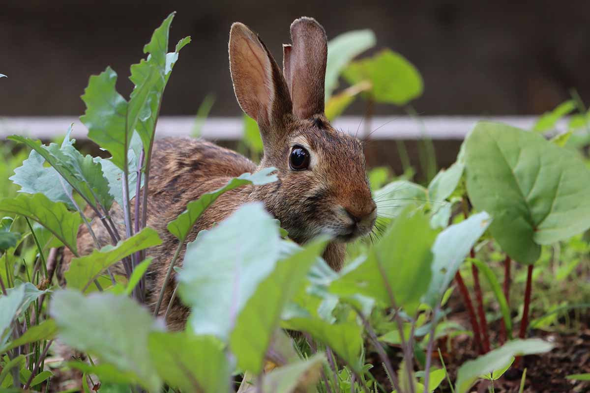 A close up horizontal image of a rabbit in the garden.
