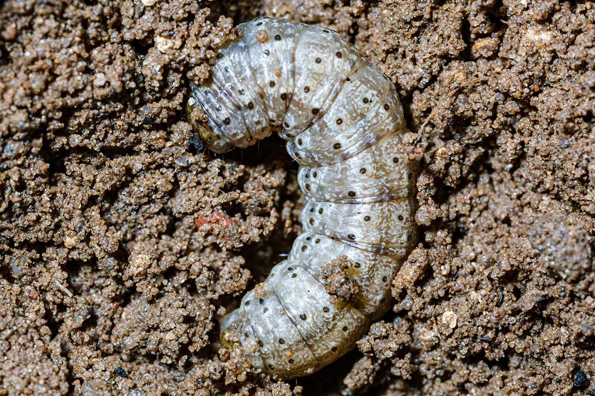 A close up horizontal image of a cutworm on the surface of moist soil.