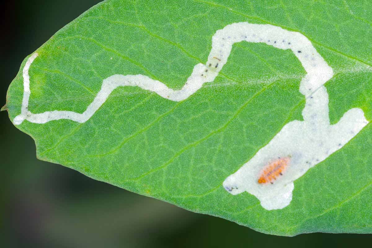 A close up horizontal image of leaf miner damage on the surface of a leaf.