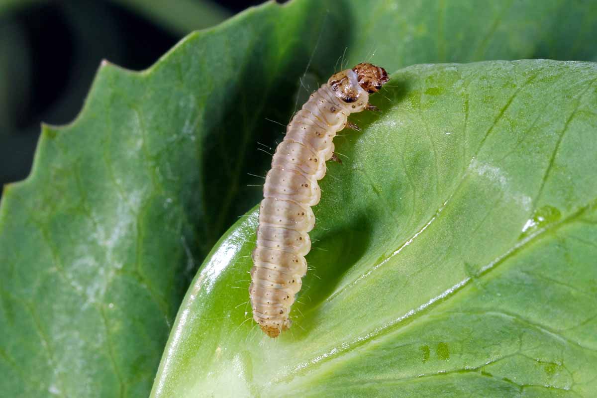 A close up horizontal image of a pea moth caterpillar on a leaf.