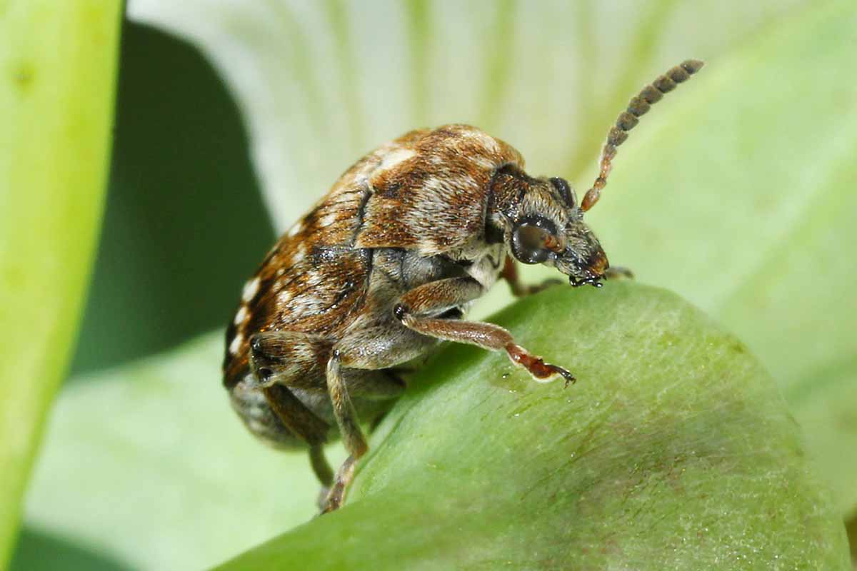 A close up horizontal image of a pea weevil munching on foliage.