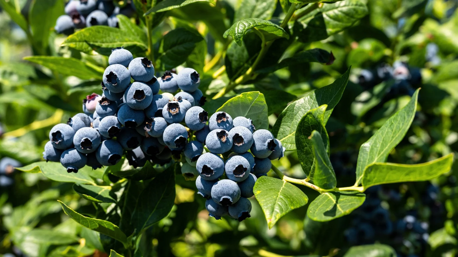 clusters of plump, indigo, round fruits growing on slender, woody stems, surrounded by smooth, oval-shaped green leaves.