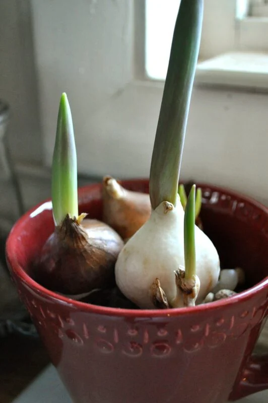 Early Forcing Spring Bulbs - Jennifer Rizzo 24 A red cup holds several sprouting flower bulbs, placed near a window with natural light—perfect for forcing bulbs indoors.