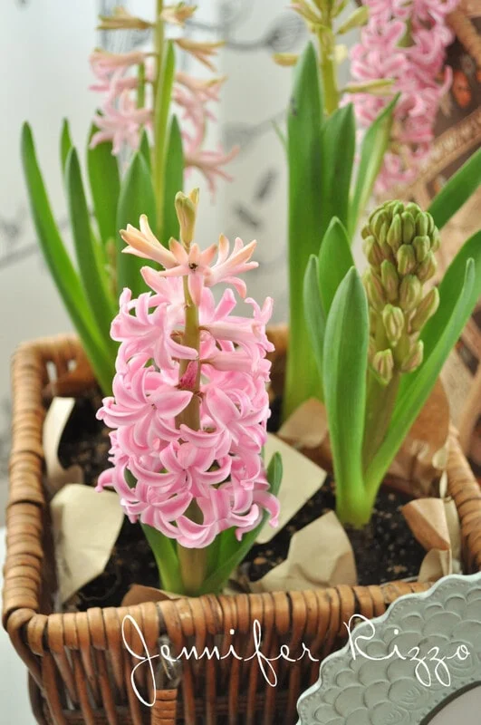 Early Forcing Spring Bulbs - Jennifer Rizzo 23 Pink hyacinth flowers and green buds in a brown wicker basket with soil and paper, perfect for spring decorating, with "Jennifer Rizzo" written at the bottom.