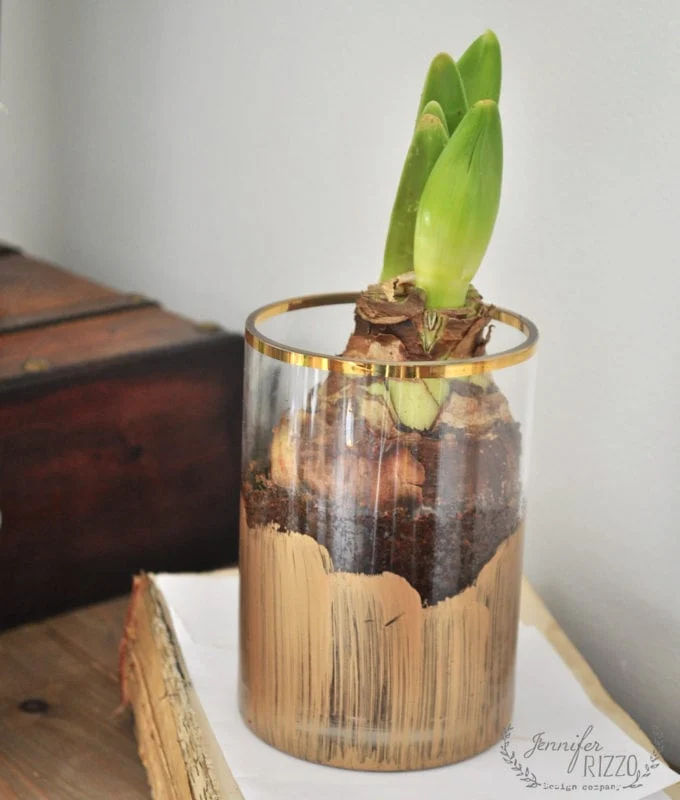 Early Forcing Spring Bulbs - Jennifer Rizzo 26 A green plant bulb sprouting leaves is planted in soil inside a clear glass container with gold paint accents, placed on a closed book near a wooden box, adding fresh charm to a cozy winter living room.