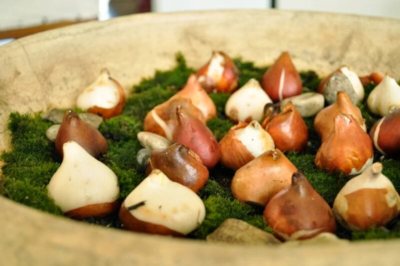 Early Forcing Spring Bulbs - Jennifer Rizzo 28 A close-up of various flower bulbs arranged on green moss in a shallow, round planter with some small stones scattered among them—an ideal setup for forcing bulbs indoors.