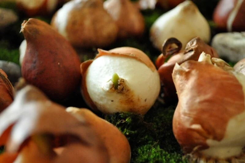 Early Forcing Spring Bulbs - Jennifer Rizzo 31 Close-up of several flower bulbs, some with brown papery skins, resting on a mossy surface; one bulb shows a small green sprout emerging—an early sign often seen when forcing bulbs indoors.