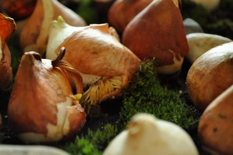 Early Forcing Spring Bulbs - Jennifer Rizzo 30 Close-up of several flower bulbs with brown outer layers and visible roots, ideal for forcing bulbs, resting on patches of green moss and dark soil.