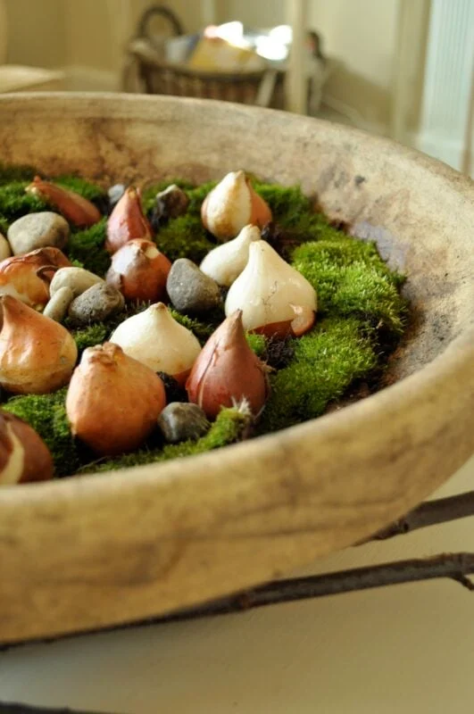 Early Forcing Spring Bulbs - Jennifer Rizzo 32 A shallow stone bowl filled with green moss, flower bulbs, and small rocks, displayed indoors.