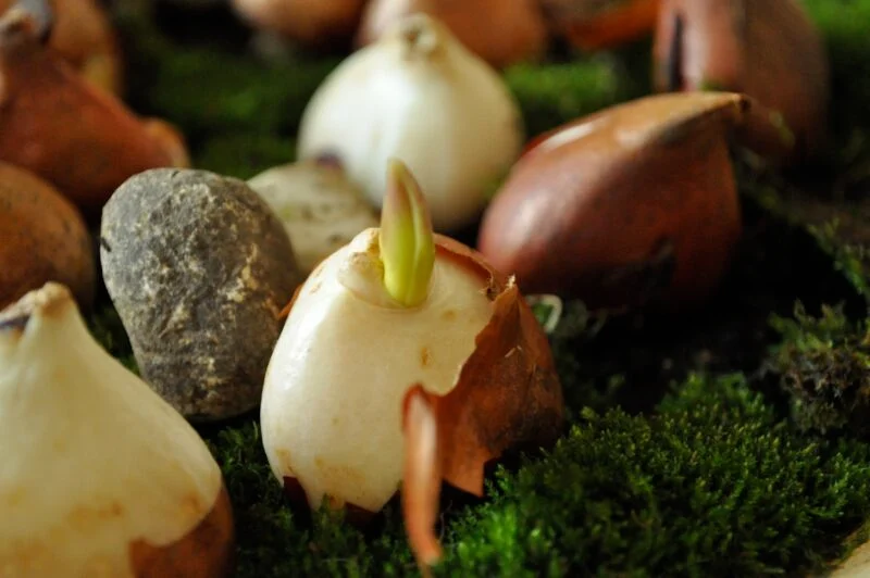 Early Forcing Spring Bulbs - Jennifer Rizzo 29 Close-up of flower bulbs and stones resting on green moss, with one bulb showing a small green sprout—an early sign of success in forcing bulbs indoors.